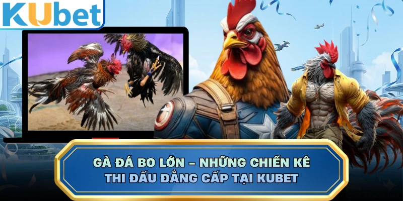 Gà Đá Bo Lớn - Những Chiến Kê Thi Đấu Đẳng Cấp Tại KUBET
